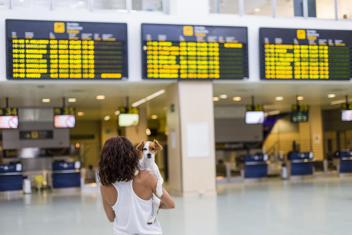  A woman stands with her back to the camera, holding a small Jack Russell terrier type dog, looking up at three large departure boards showing flight information in an airport terminal. The dog appears to be an assistance dog, calm and observant in the busy public space.