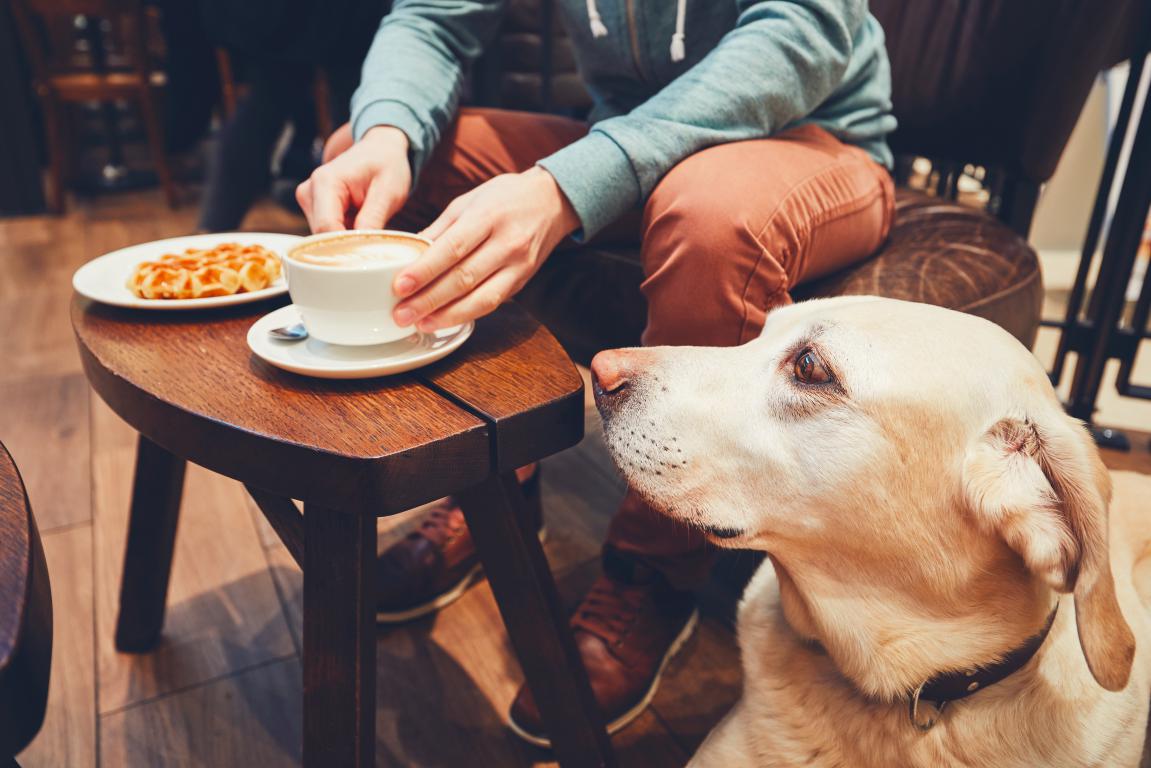 A calm yellow Labrador assistance dog lying under a table in a busy cafe while its owner has coffee and a pastry.