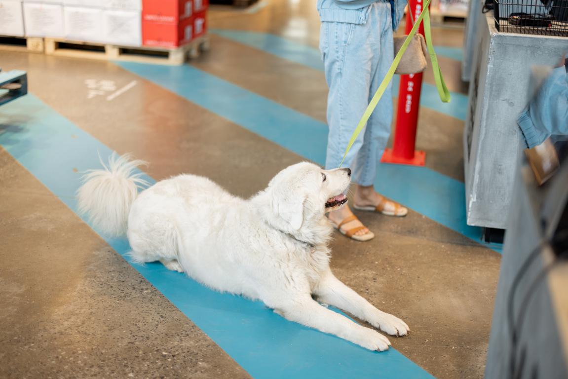  A white assistance dog calmly lies on the floor of a supermarket aisle, demonstrating good public behaviour.