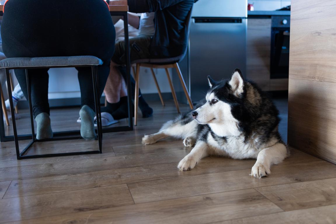 A husky assistance dog calmly lying on the floor under a table in a public setting like a cafe or restaurant, demonstrating good behaviour.