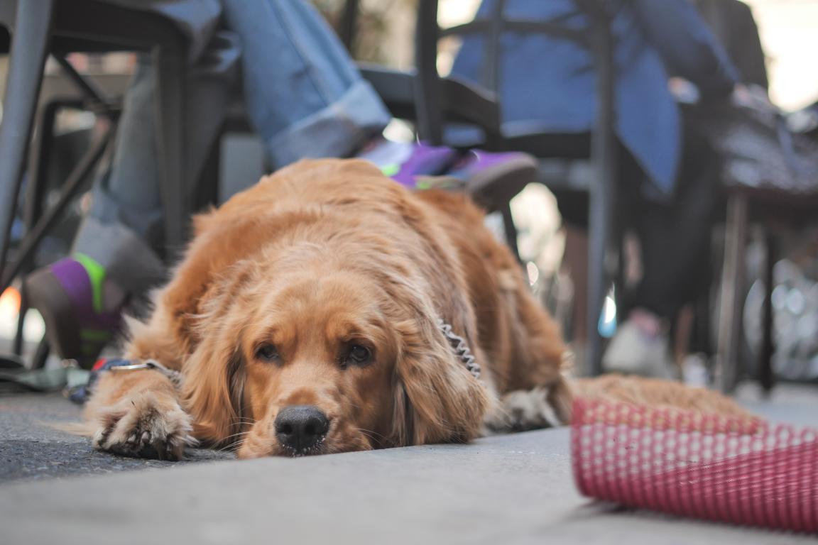 A golden retriever assistance dog calmly lying on the ground outdoors near people's feet, indicating a relaxed presence in public.
