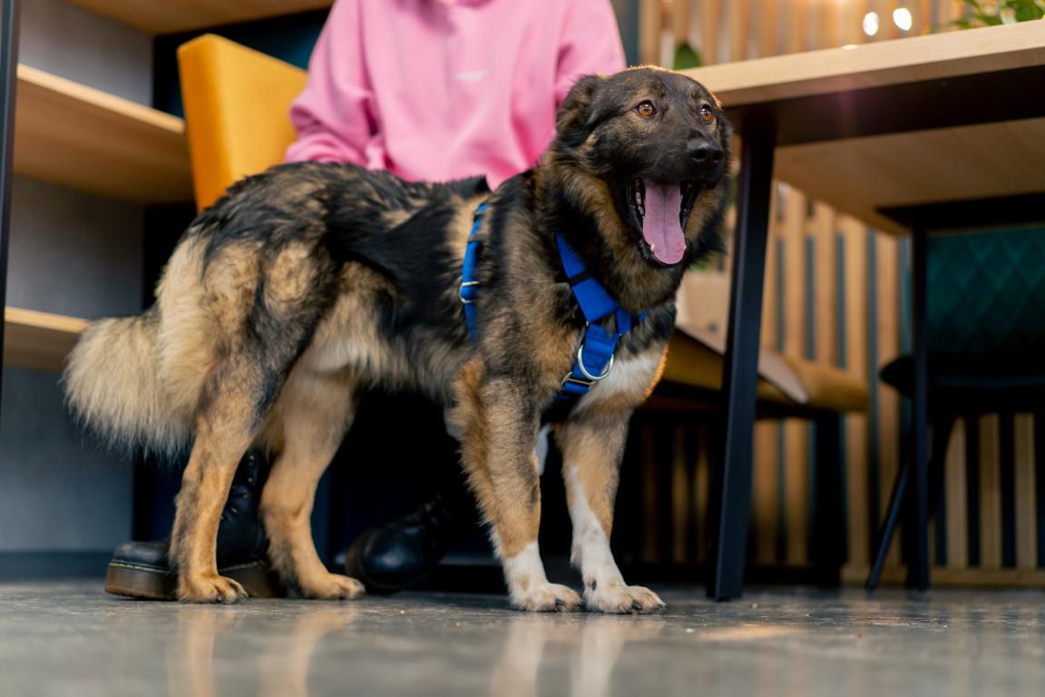 A happy assistance dog wearing a blue harness sitting calmly beside a table in a cafe, looking at the camera.
