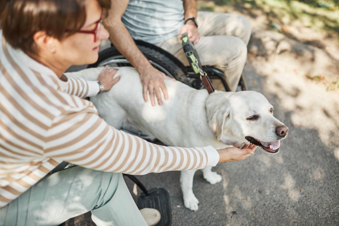 A person in a wheelchair is gently stroking a white Labrador retriever service dog wearing a harness. Another person's hands are also visible, resting on the dog.