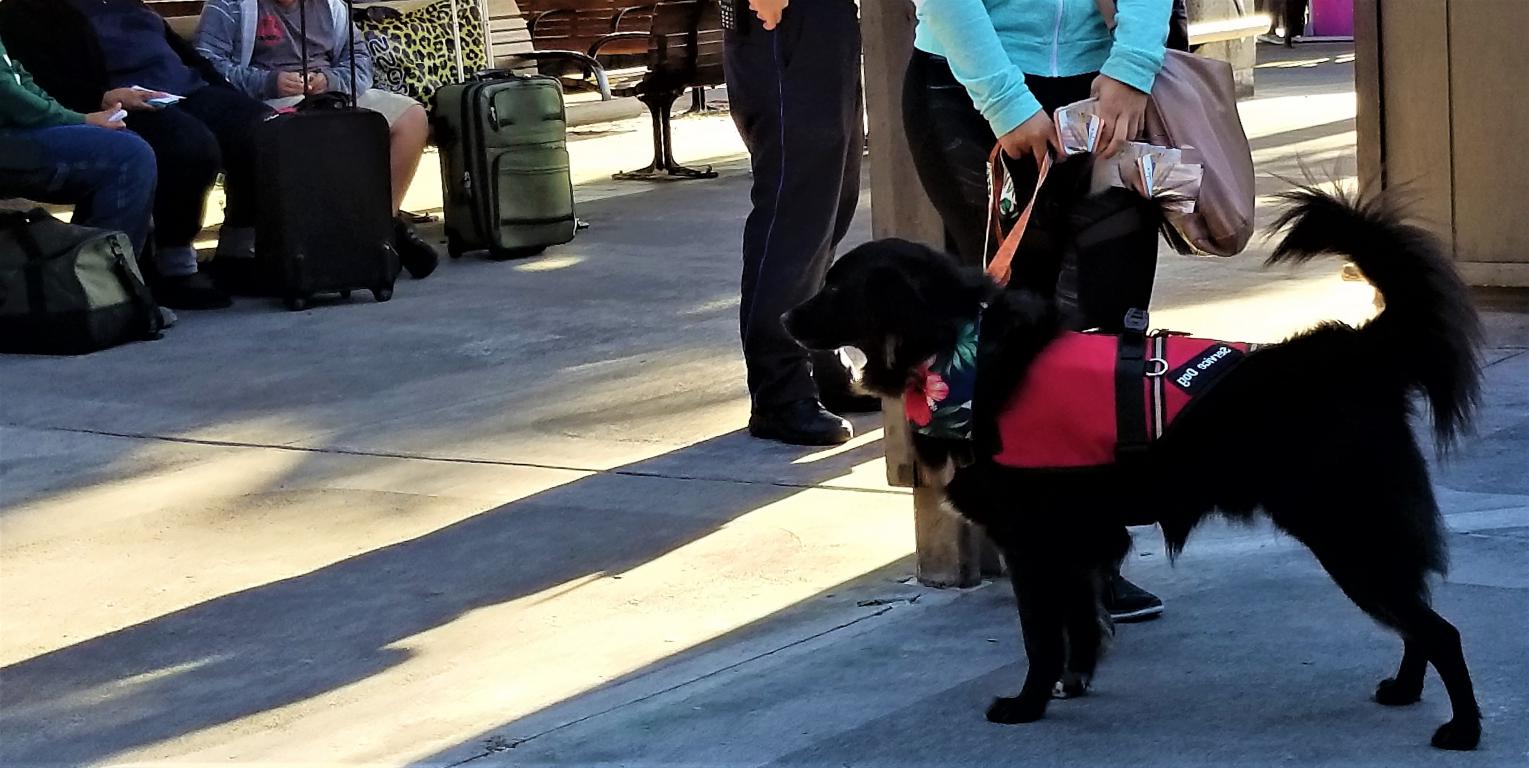  A black service dog wearing a red vest with "SERVICE DOG" written on it stands on a paved surface next to a person's legs, with other people and luggage in the background, possibly in an airport or train station.