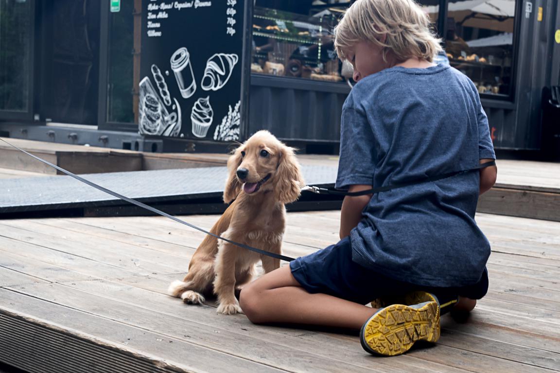  A young child with blonde hair, dressed in a blue t-shirt and shorts, is kneeling on a wooden deck, looking at a small, fluffy light brown puppy on a leash. The puppy is a Cocker Spaniel, looking curious.